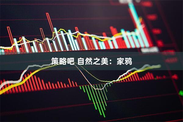 策略吧 自然之美：家鸦