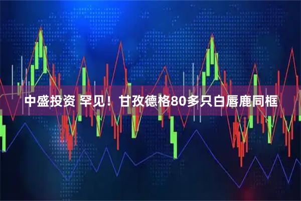 中盛投资 罕见！甘孜德格80多只白唇鹿同框